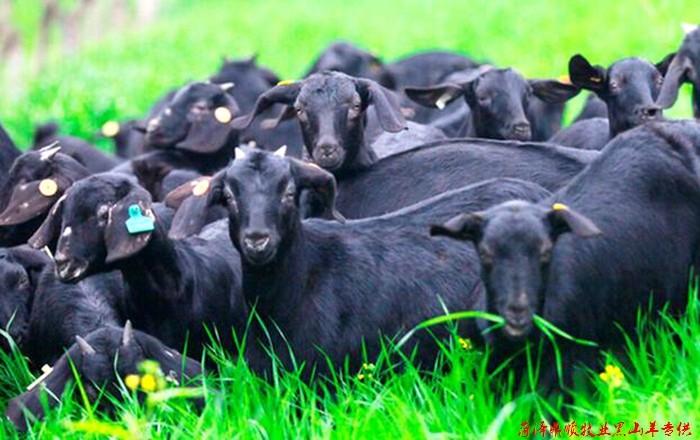 衢州黑山羊种羊养殖