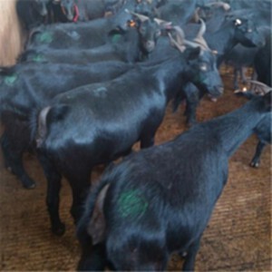 云南黑山羊养殖 养殖黑山羊 黑山羊肉羊