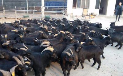 黑山羊养殖技术 黑山羊养殖场地建设消毒 繁殖育苗