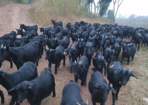 多羔黑山羊多少钱厂家直供   黑山羊养殖,能治病的