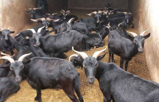 怎样提高黑山羊养殖的产量