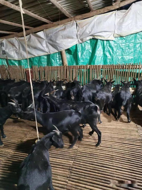 黑山羊养殖运用发酵中草药模式后病少生长快羊肉品质好
