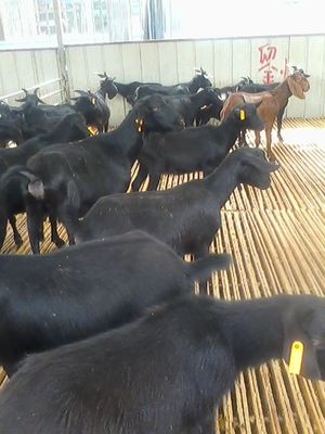 贵州哪里有黑山羊养殖场,努比亚黑山羊的价格_山东百泰牛羊养殖场(个体经营) - 商国互联网